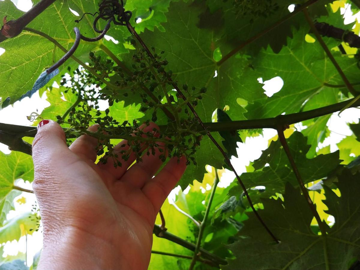 Agricamping Ponteraggio N.1 Hotel Dolceacqua Luaran gambar