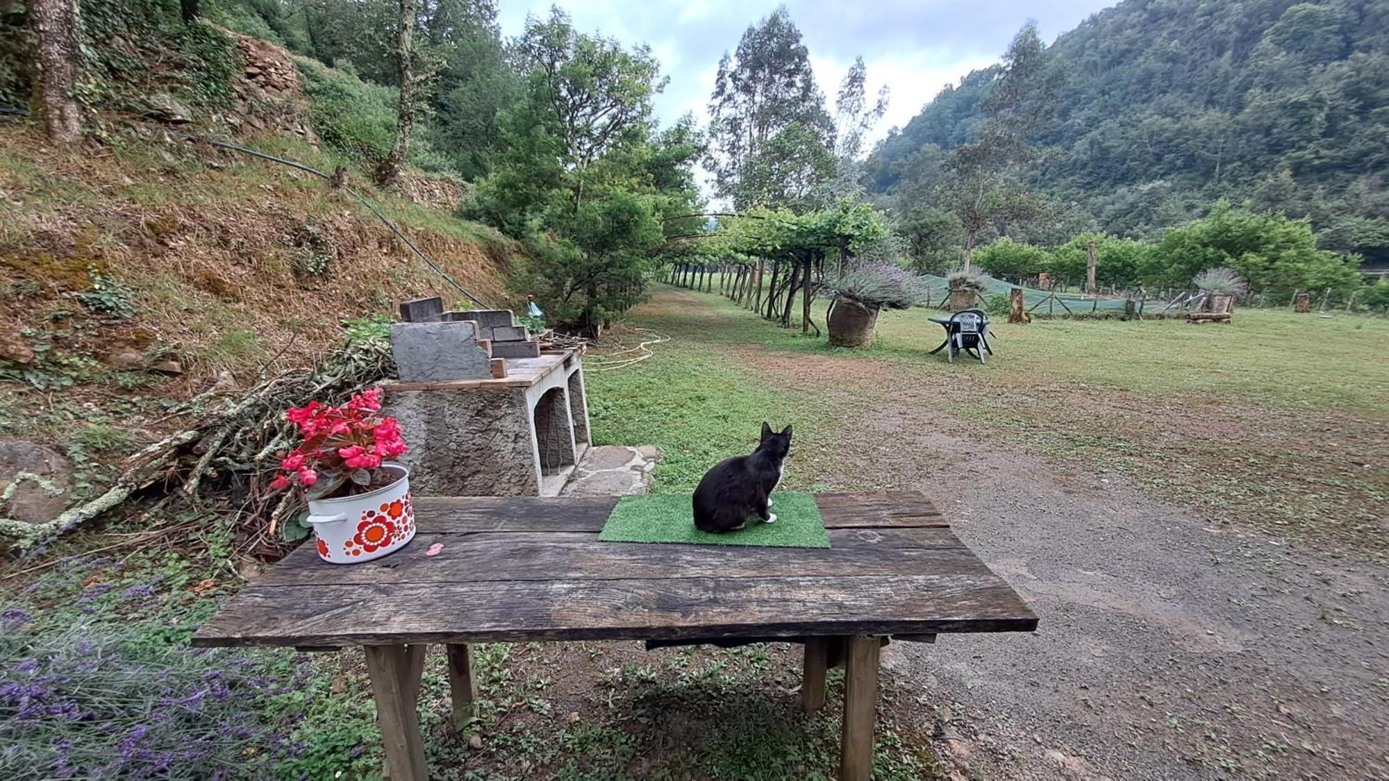 Agricamping Ponteraggio N.1 Hotel Dolceacqua Luaran gambar